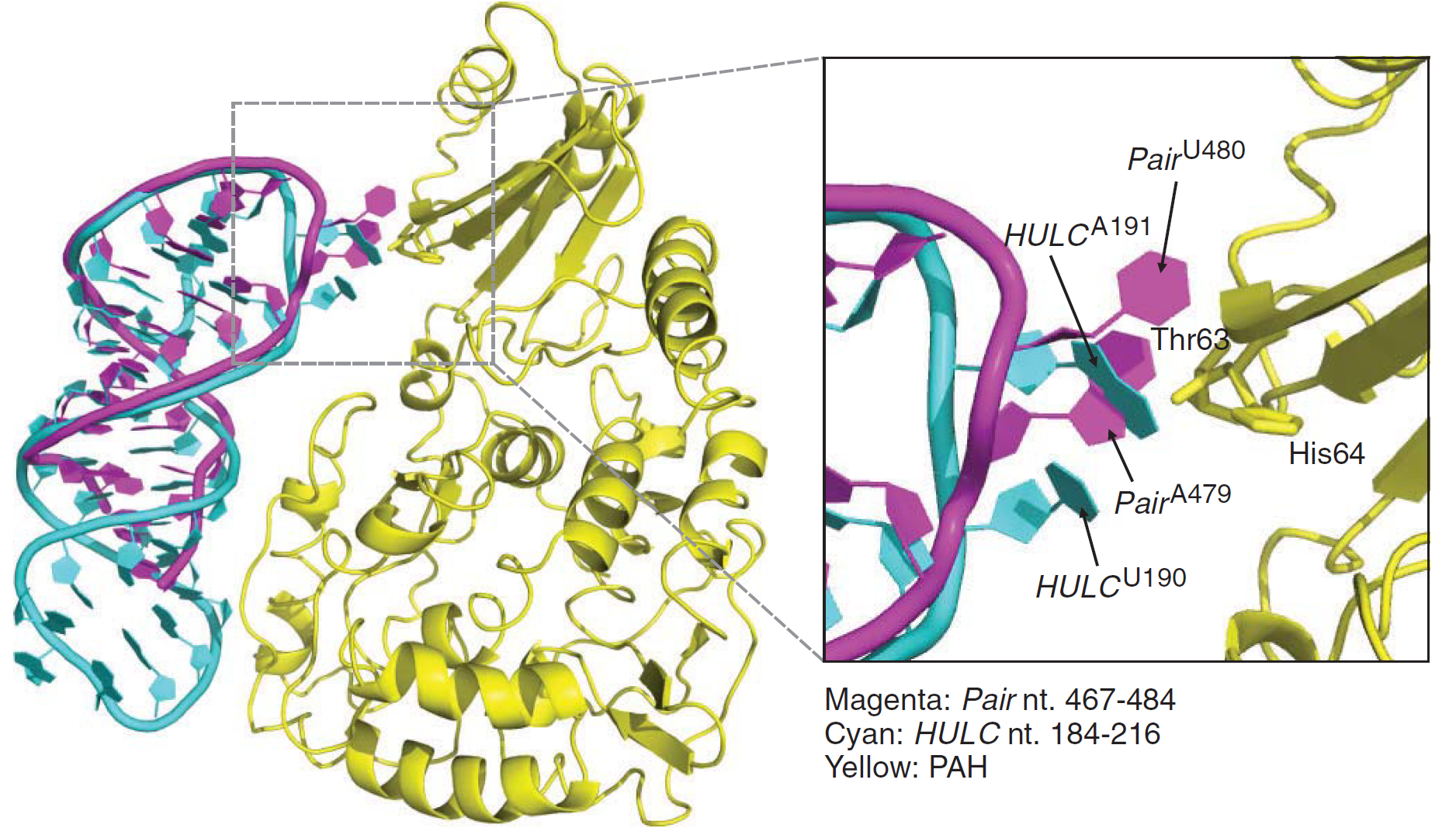lncRNA to treat PKU