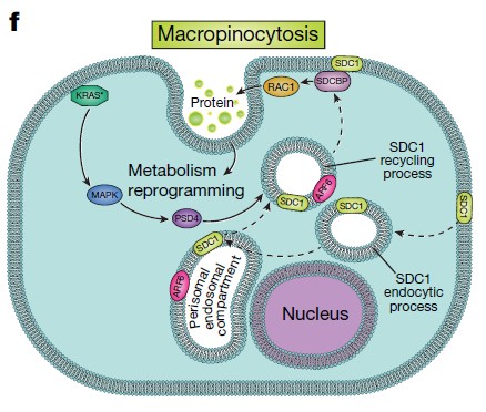 Syndecan 1 in nmacropinocytosis